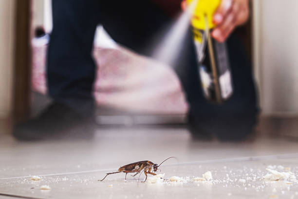Best Termite Control Services  in Poplarville, MS