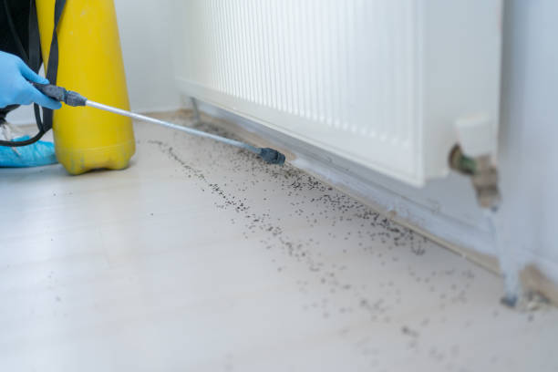 Best Flea Control Services  in Poplarville, MS